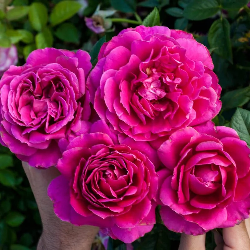 Pretty Lady Tree Rose - 36 inch — Select Roses